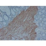 Immunohistochemistry - Anti-Actin Antibody (V0005) - Antibodies.com