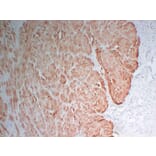 Immunohistochemistry - Anti-Actin Antibody (V0005) - Antibodies.com