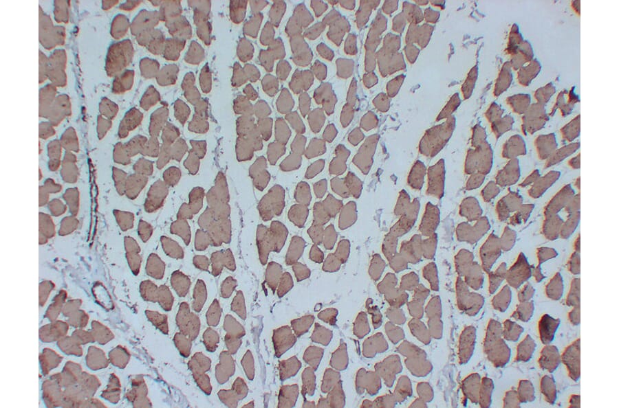 Immunohistochemistry - Anti-Actin Antibody (V0005) - Antibodies.com