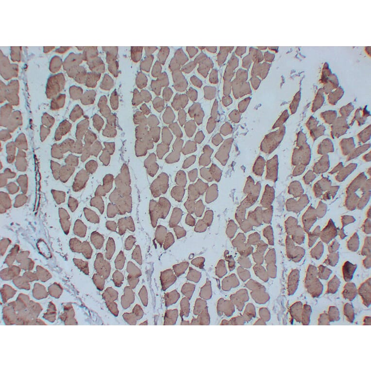 Immunohistochemistry - Anti-Actin Antibody (V0005) - Antibodies.com