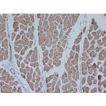 Immunohistochemistry - Anti-Actin Antibody (V0005) - Antibodies.com