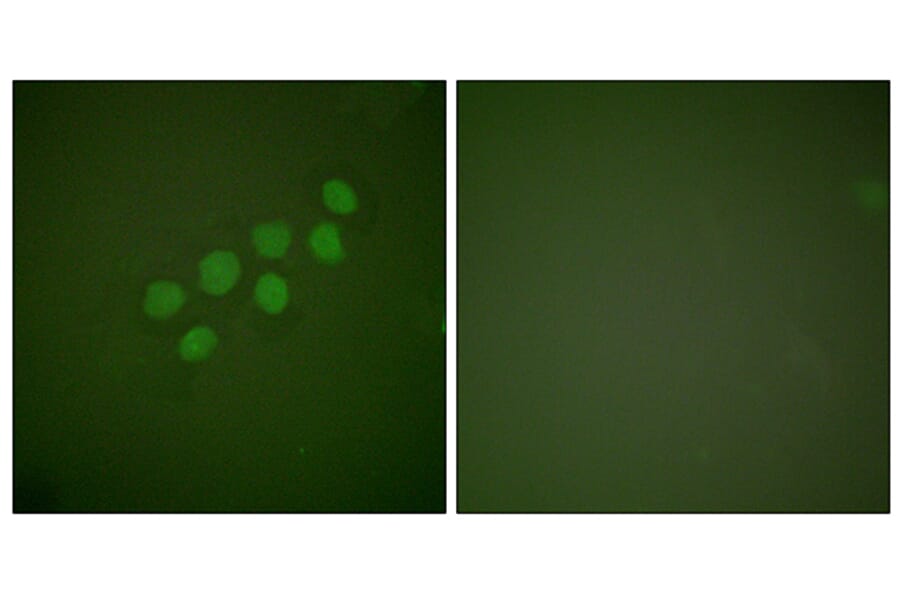 Immunofluorescence - Anti-SKP2 Antibody (C0324) - Antibodies.com