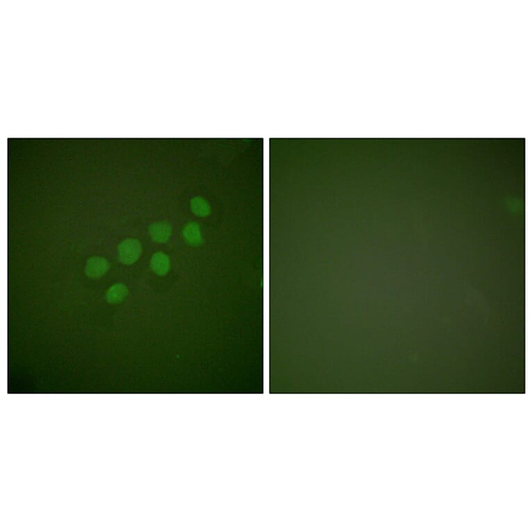 Immunofluorescence - Anti-SKP2 Antibody (C0324) - Antibodies.com