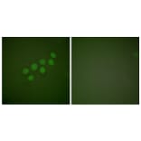 Immunofluorescence - Anti-SKP2 Antibody (C0324) - Antibodies.com