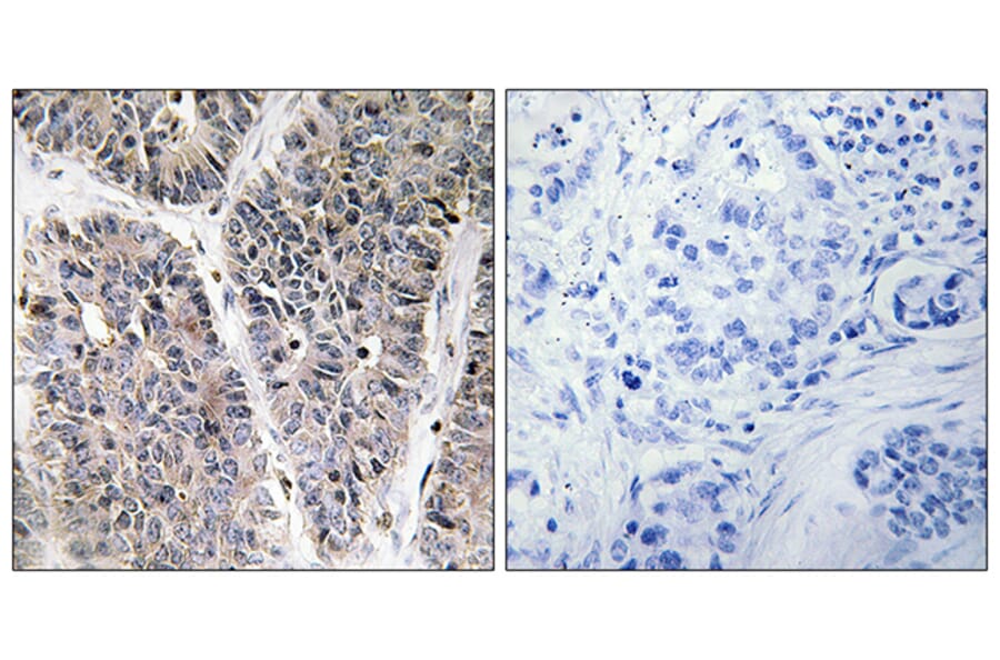 Immunohistochemistry - Anti-NBL1 Antibody (C10599) - Antibodies.com