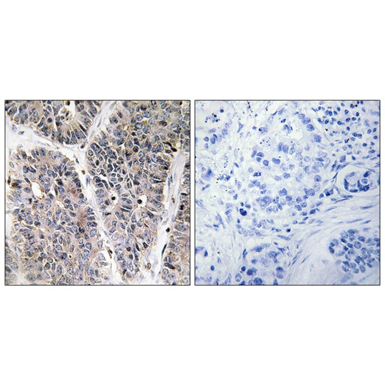 Immunohistochemistry - Anti-NBL1 Antibody (C10599) - Antibodies.com