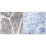 Immunohistochemistry - Anti-NBL1 Antibody (C10599) - Antibodies.com