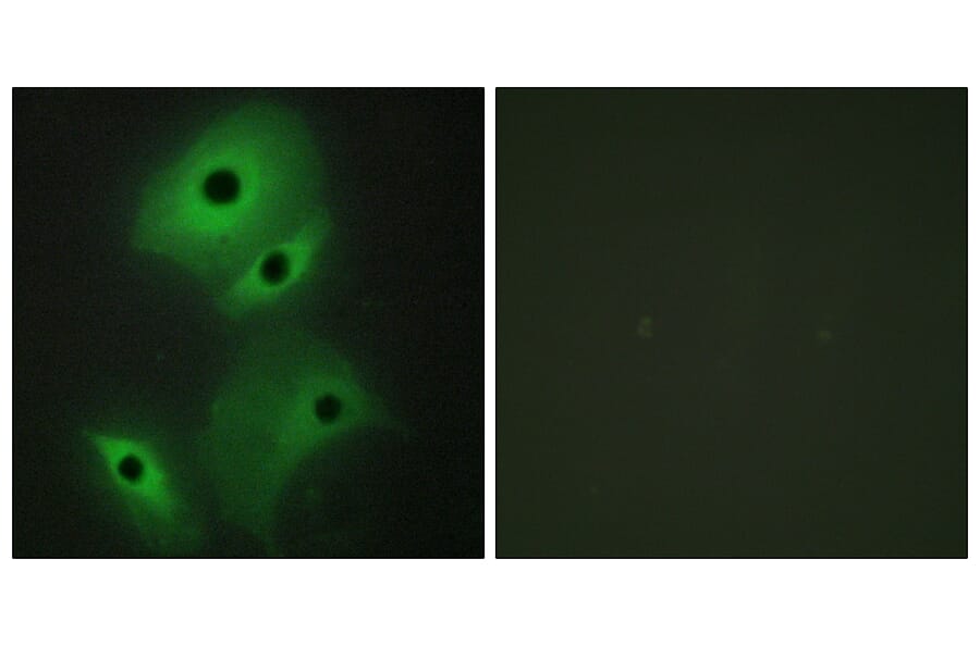 Immunofluorescence - Anti-NBL1 Antibody (C10599) - Antibodies.com