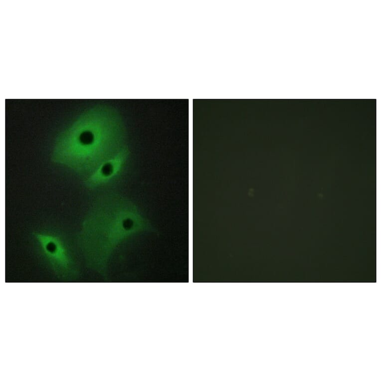 Immunofluorescence - Anti-NBL1 Antibody (C10599) - Antibodies.com