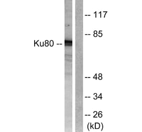 Western Blot - Anti-Ku80 Antibody (B0450) - Antibodies.com