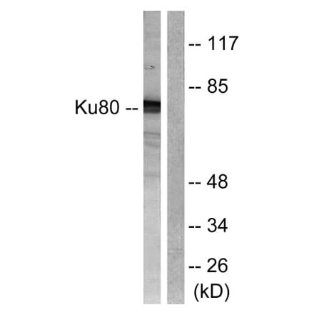 Western Blot - Anti-Ku80 Antibody (B0450) - Antibodies.com