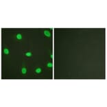 Immunofluorescence - Anti-Ku80 Antibody (B0450) - Antibodies.com