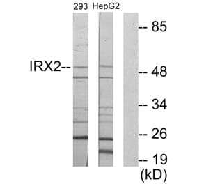 Western Blot - Anti-IRX2 Antibody (C11651) - Antibodies.com