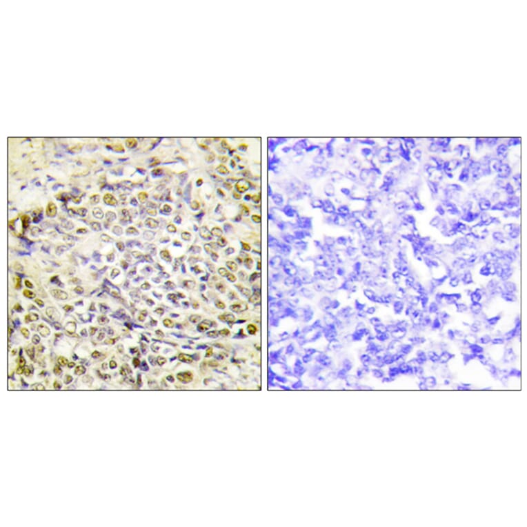 Immunohistochemistry - Anti-IRX2 Antibody (C11651) - Antibodies.com