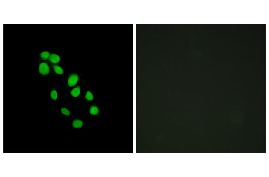 Immunofluorescence - Anti-IRX2 Antibody (C11651) - Antibodies.com