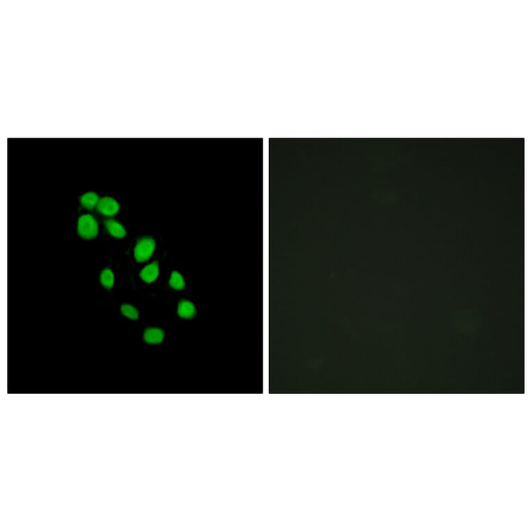 Immunofluorescence - Anti-IRX2 Antibody (C11651) - Antibodies.com