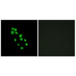 Immunofluorescence - Anti-IRX2 Antibody (C11651) - Antibodies.com