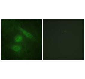 Immunofluorescence - Anti-IRF3 Antibody (B0496) - Antibodies.com