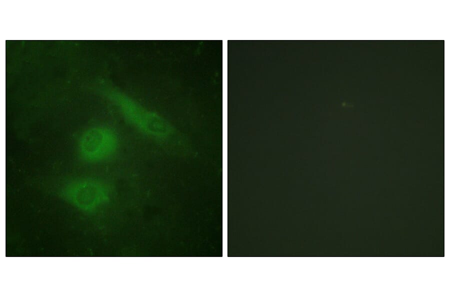Immunofluorescence - Anti-IRF3 Antibody (B0496) - Antibodies.com