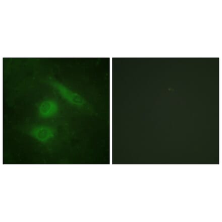 Immunofluorescence - Anti-IRF3 Antibody (B0496) - Antibodies.com