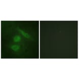 Immunofluorescence - Anti-IRF3 Antibody (B0496) - Antibodies.com