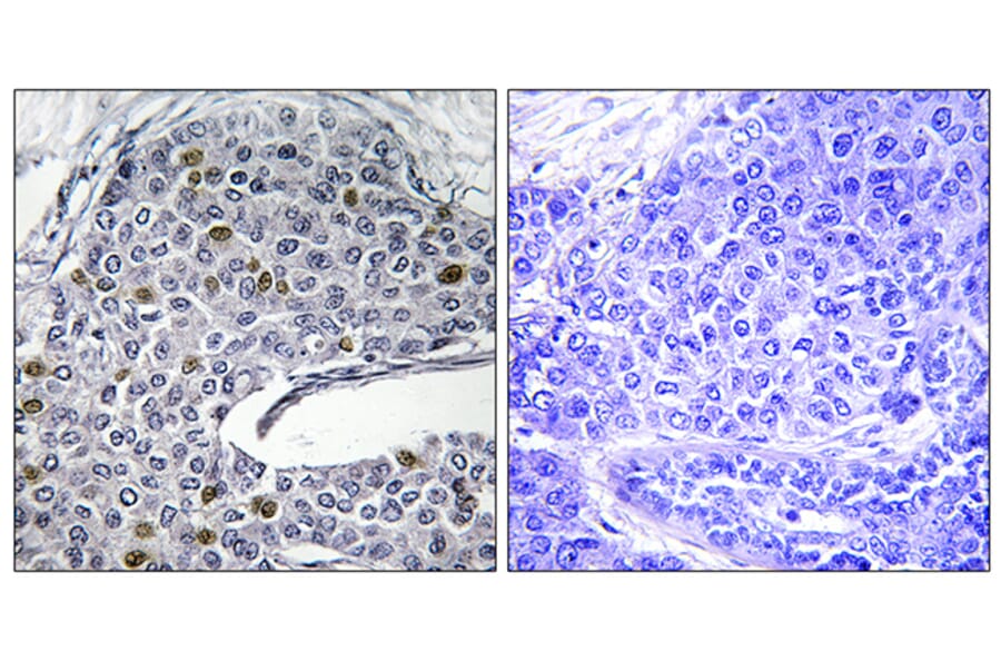 Immunohistochemistry - Anti-IRF3 Antibody (B0496) - Antibodies.com