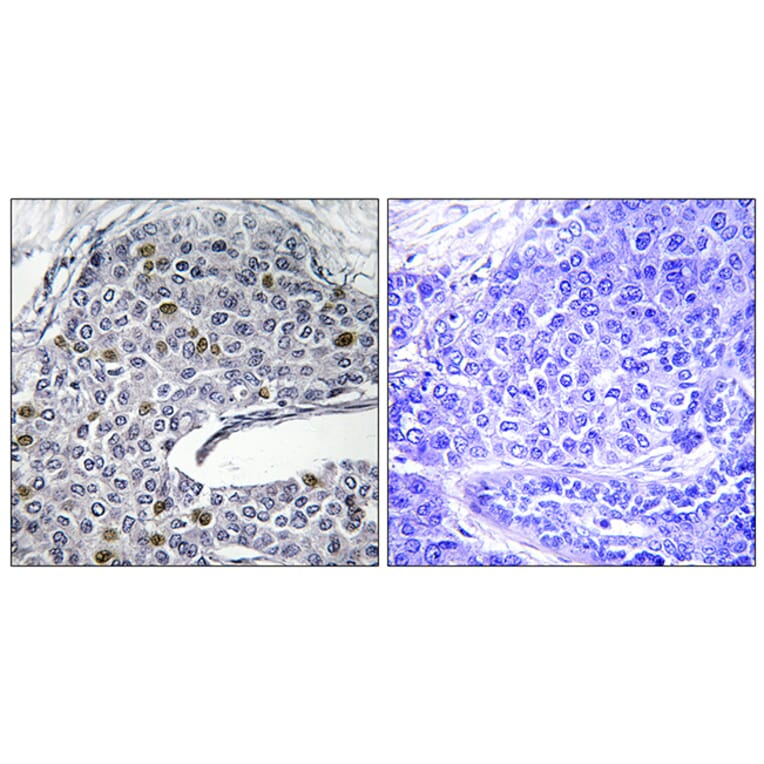 Immunohistochemistry - Anti-IRF3 Antibody (B0496) - Antibodies.com