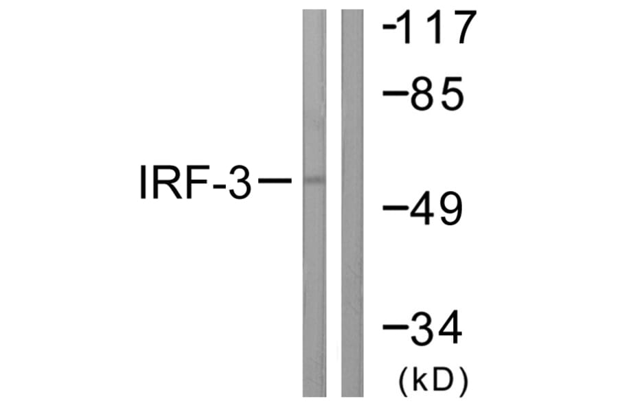 Western Blot - Anti-IRF3 Antibody (B0496) - Antibodies.com