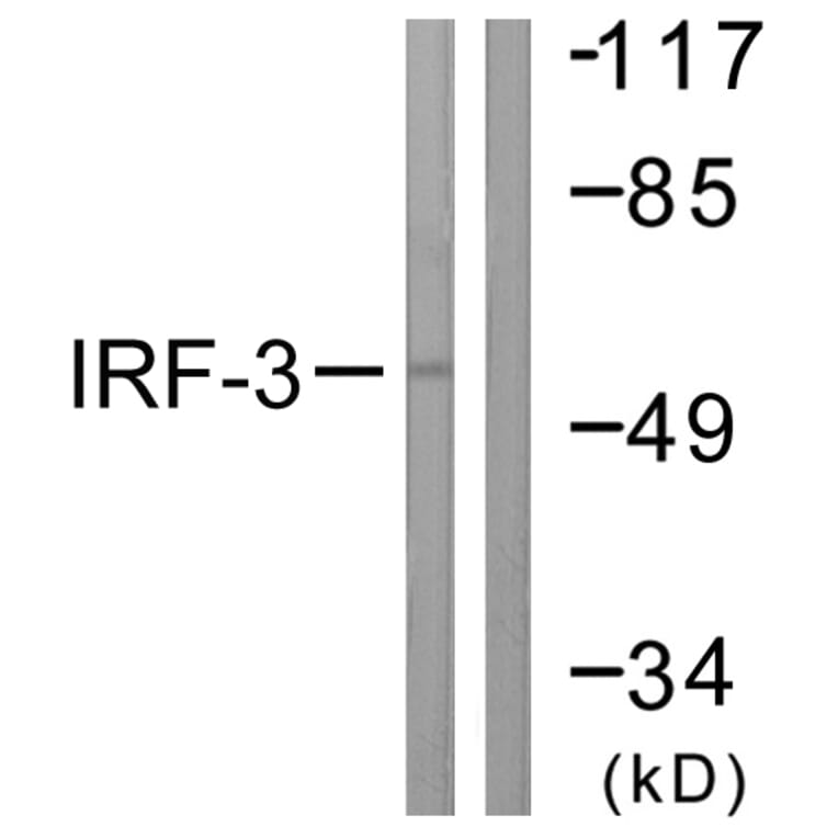 Western Blot - Anti-IRF3 Antibody (B0496) - Antibodies.com