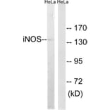 Western Blot - Anti-iNOS Antibody (C0251) - Antibodies.com