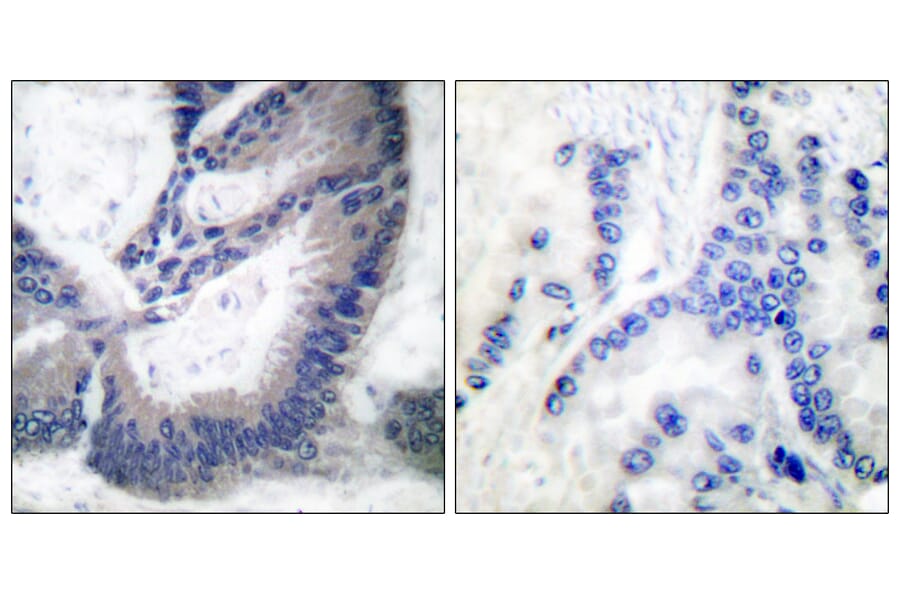Immunohistochemistry - Anti-iNOS Antibody (C0251) - Antibodies.com