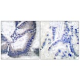 Immunohistochemistry - Anti-iNOS Antibody (C0251) - Antibodies.com