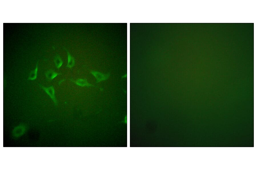 Immunofluorescence - Anti-iNOS Antibody (C0251) - Antibodies.com