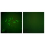 Immunofluorescence - Anti-iNOS Antibody (C0251) - Antibodies.com