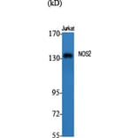 Western Blot - Anti-iNOS Antibody (C0251) - Antibodies.com