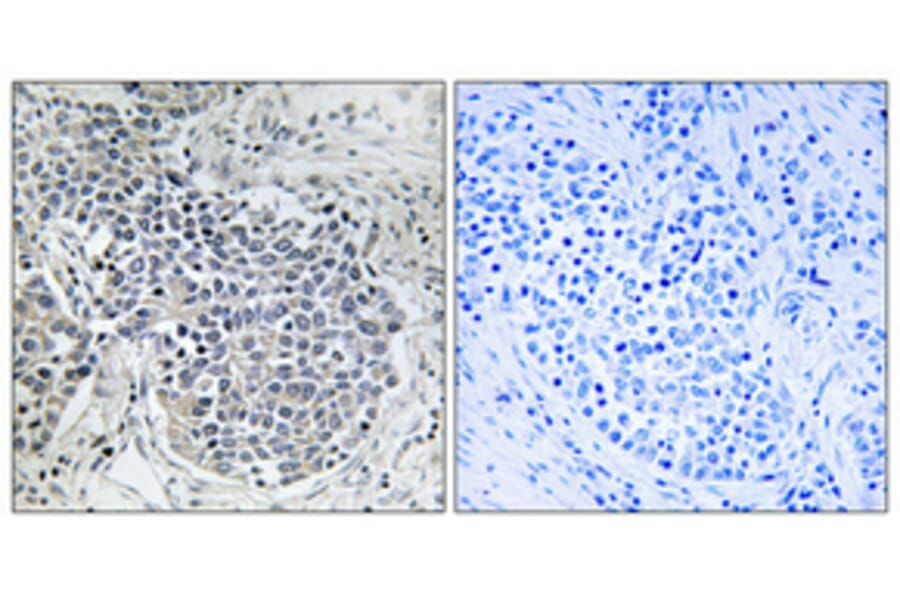 Anti-iNOS Antibody (A98887) | Antibodies.com