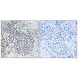 Immunohistochemistry - Anti-iNOS Antibody (C0251) - Antibodies.com