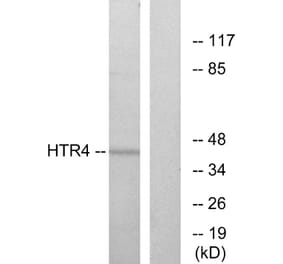 Western Blot - Anti-HTR4 Antibody (G014) - Antibodies.com