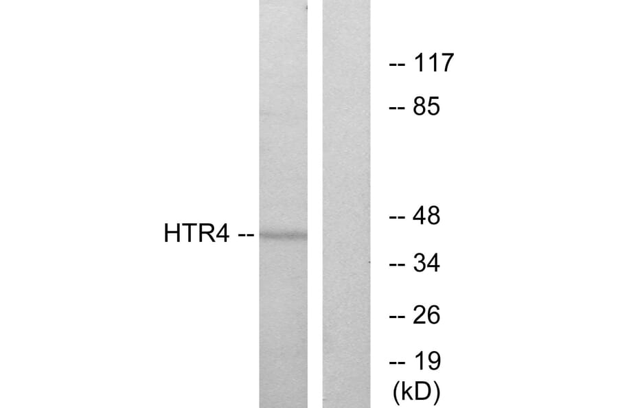 Western Blot - Anti-HTR4 Antibody (G014) - Antibodies.com