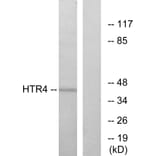 Western Blot - Anti-HTR4 Antibody (G014) - Antibodies.com