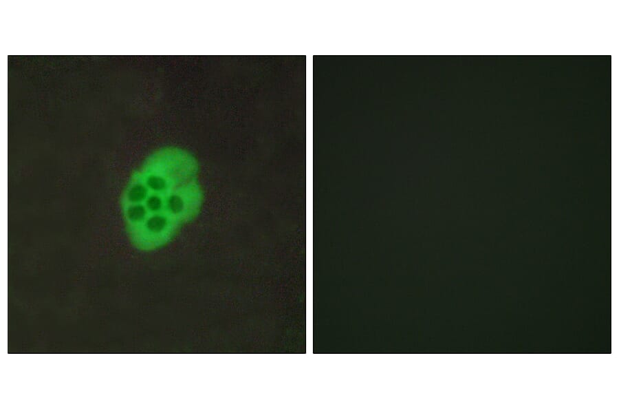 Immunofluorescence - Anti-HTR4 Antibody (G014) - Antibodies.com