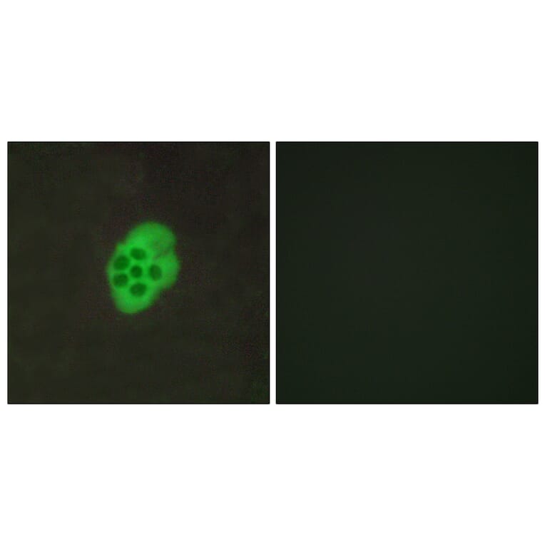 Immunofluorescence - Anti-HTR4 Antibody (G014) - Antibodies.com
