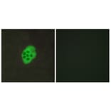 Immunofluorescence - Anti-HTR4 Antibody (G014) - Antibodies.com