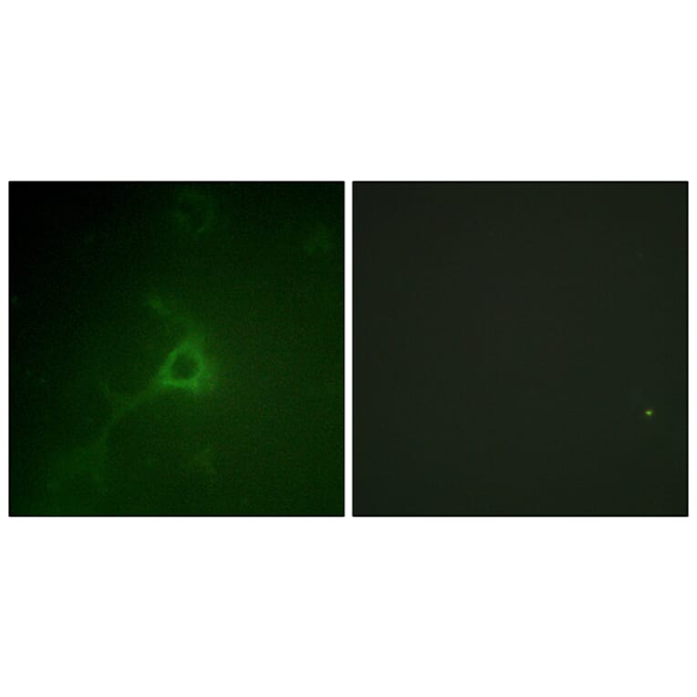 Immunofluorescence - Anti-GFAP Antibody (B1205) - Antibodies.com