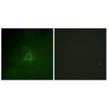 Immunofluorescence - Anti-GFAP Antibody (B1205) - Antibodies.com