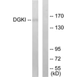 Western Blot - Anti-DGKI Antibody (C10197) - Antibodies.com