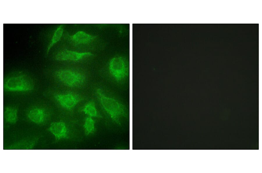 Immunofluorescence - Anti-DGKI Antibody (C10197) - Antibodies.com