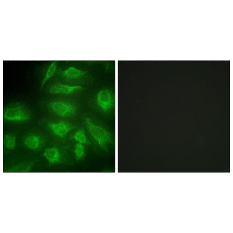 Immunofluorescence - Anti-DGKI Antibody (C10197) - Antibodies.com