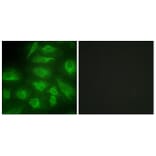 Immunofluorescence - Anti-DGKI Antibody (C10197) - Antibodies.com