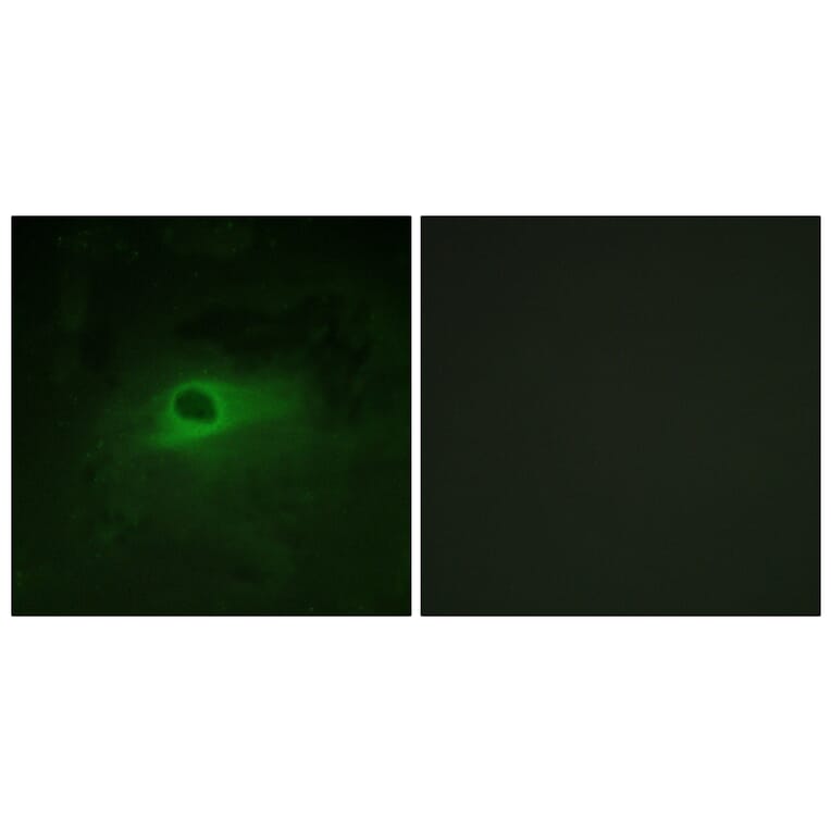 Immunofluorescence - Anti-CSFR Antibody (B0876) - Antibodies.com